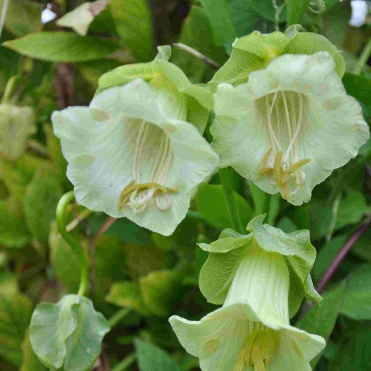 Semitne de flori Cobaea Scandens Alba