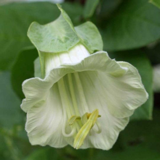Seminte de flori Cobaea Scandens Alba