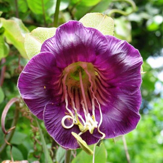 Seminte de flori Cobaea Scandens Purple