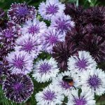Seminte de flori Cornflower Classic Magic