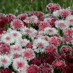 Seminte de flori Cornflower Classic Romantic