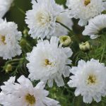 Seminte de flori Cosmos Double Click Snowpuff