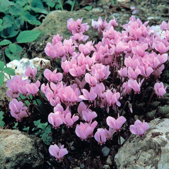Seminte de flori Cyclamen Neapolitanum