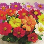 Seminte de flori Dahlia Coltness Hybrids