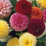 Seminte de flori Dahlia Double Pompone