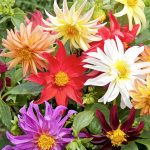 Seminte de flori Dahlia Dwarf Cactus