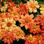 Semitne de flori Dahlia Sunny Reggae