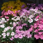 Seminte de flori Dianthus Plumarius Sweetness Mixed