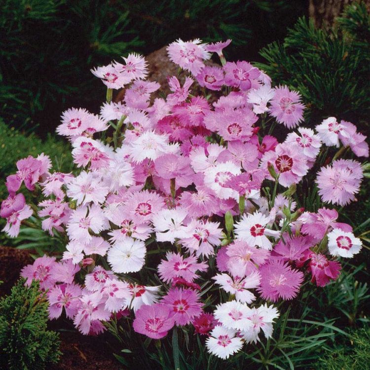 Seminte de flori Dianthus Plumarius Sweetness Mixed