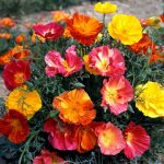 Seminte de flori Eschscholtzia Jelly Beans