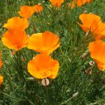 Seminte de flori Eschscholtzia Orange King
