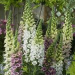 Seminte de flori Foxglove Candy Mountain Mixed
