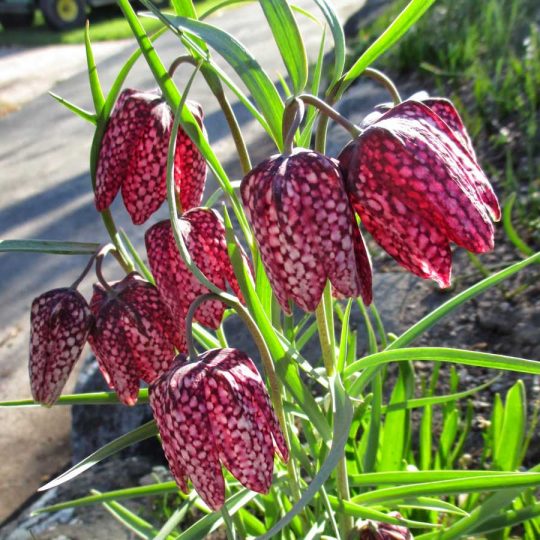 Seminte de flori Fritillary – Fritillaria Meleagris
