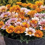 Seminte de flori Gazania Rigens New Day F1 Tiger Mix