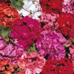 Seminte de flori Geranium Country Garden Mix