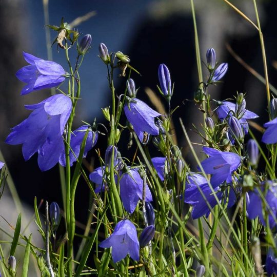 Seminte de flori Harebell – Campanula Rotundifolia Deep Lavender
