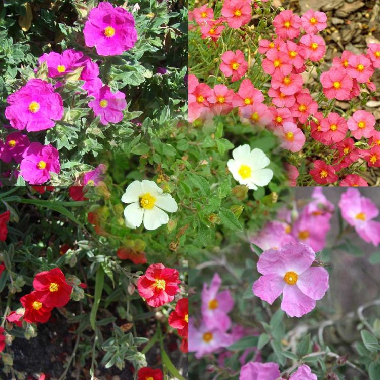 Seminte e flori Helianthemum Crown Mixed – Rock Rose