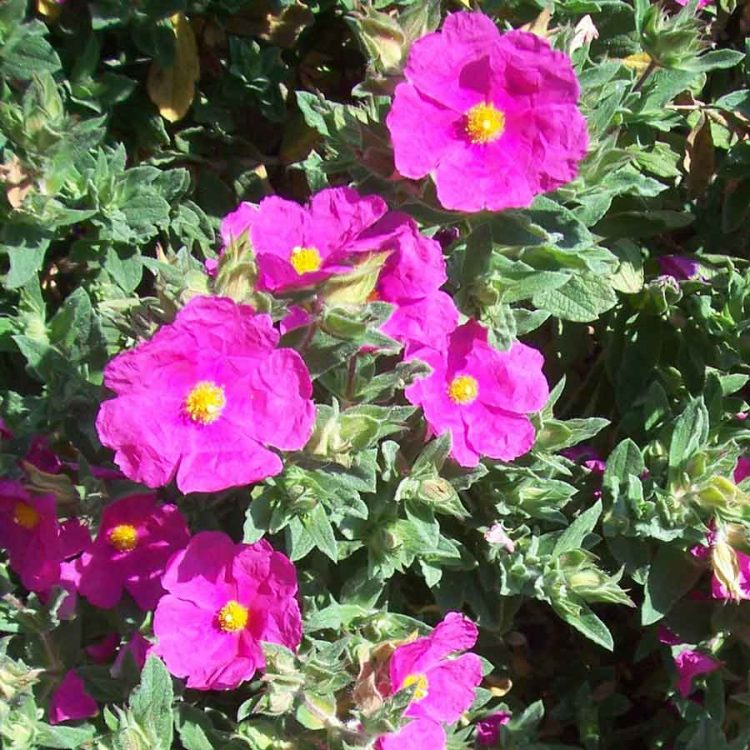 Seminte de flori Helianthemum Crown Mixed – Rock Rose