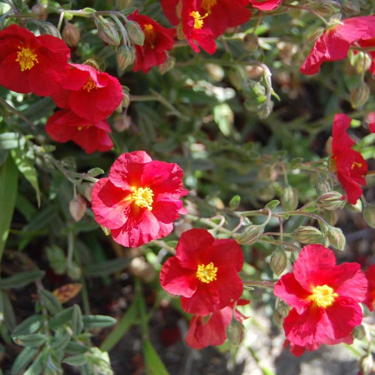 Seminte de flori Helianthemum Crown Mixed – Rock Rose