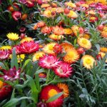 Seminte de flori Helichrysum Monstrosum Eternity Mixed