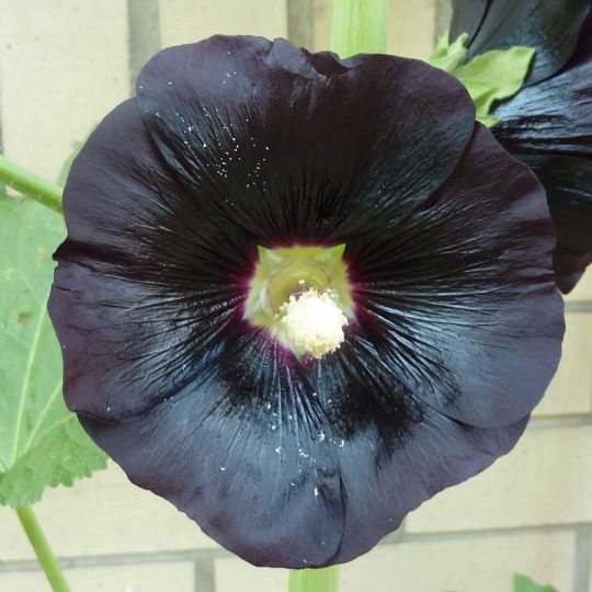 Seminte de flori Hollyhock Black - Alcea Rosea Single Nigra