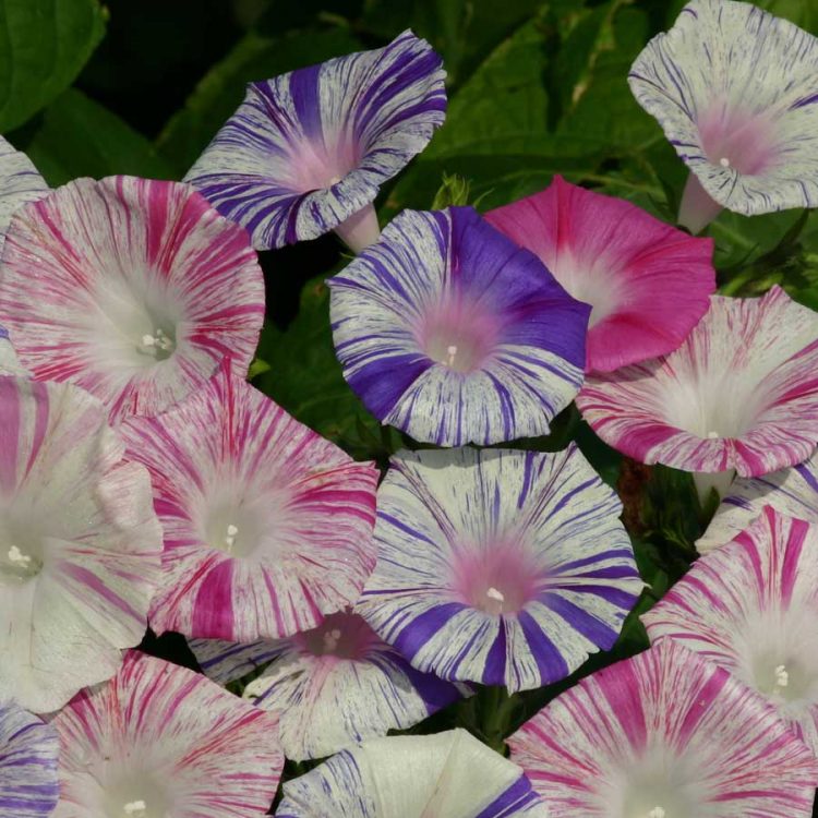 Seminte de flori Ipomoea Purpurea Venice Mix Carnevale di Venezia