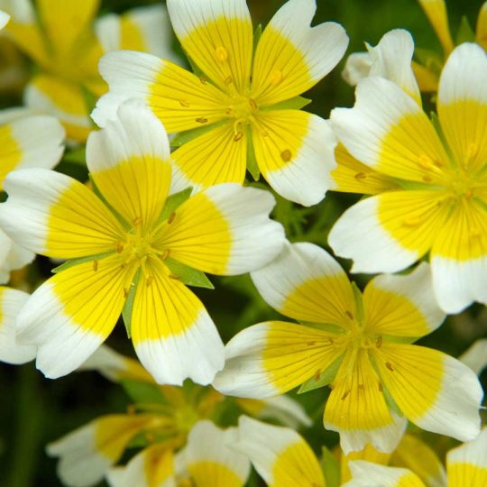 Seminte de flori Limnanthes Douglasii Yellow&White