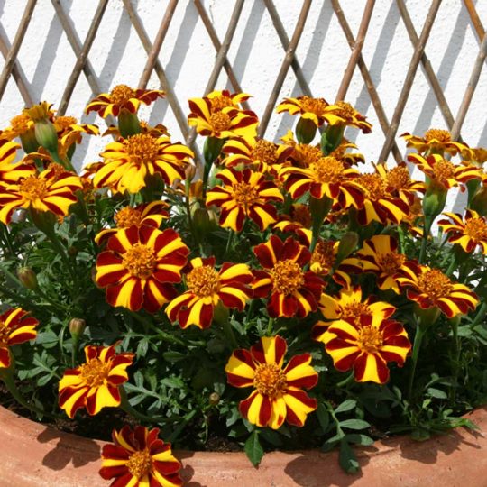 Seminte de flori Marigold Mr Majestic Dwarf Tagetes Patula