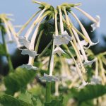 Seminte de flori Nicotiana Affinis Alata White