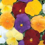 Seminte de flori Pansy Clear Crystals Mixed