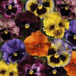 Seminte de flori Viola Frizzle Sizzle F1 Mix