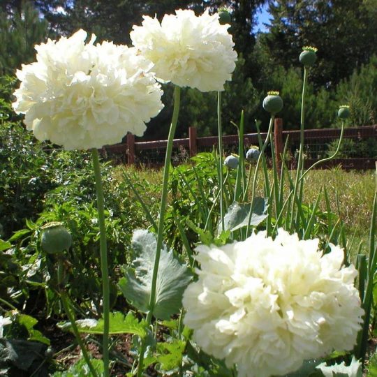 Seminte de flori Papaver White Cloud