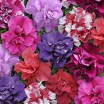 Seminte de flori Petunia Bonanza Mixed F1