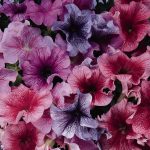 Seminte de flori Petunia Daddy Mixed F1