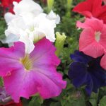 Seminte de flori Petunia Trumpet Rainbow Mixed