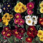 Seminte de flori Polyanthus Regal Mixed