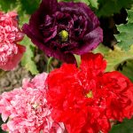 Seminte de flori Papaver Somniferum Double Mixed
