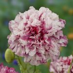 Seminte de flori Poppy Papaver Somniferum Flemish Antique