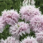 Seminte de flori Poppy Papaver Somniferum Lilac Pom Pom