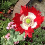 Seminte de flori Poppy Papaver Victoria Cross