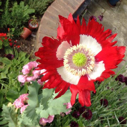 Seminte de flori Poppy Papaver Victoria Cross