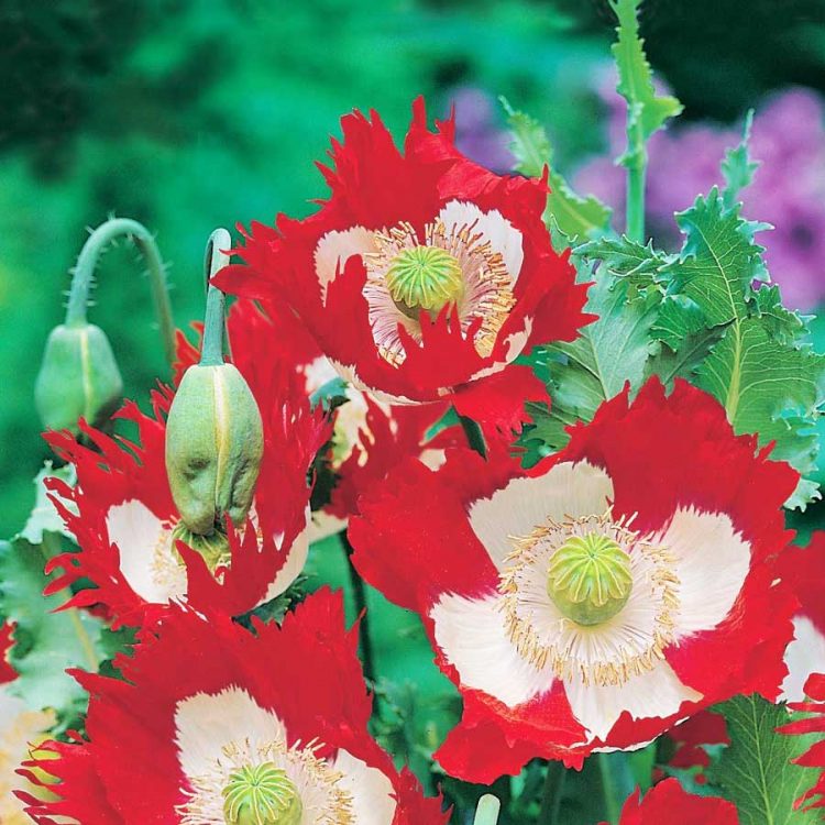 Seminte de flori Poppy Papaver Victoria Cross