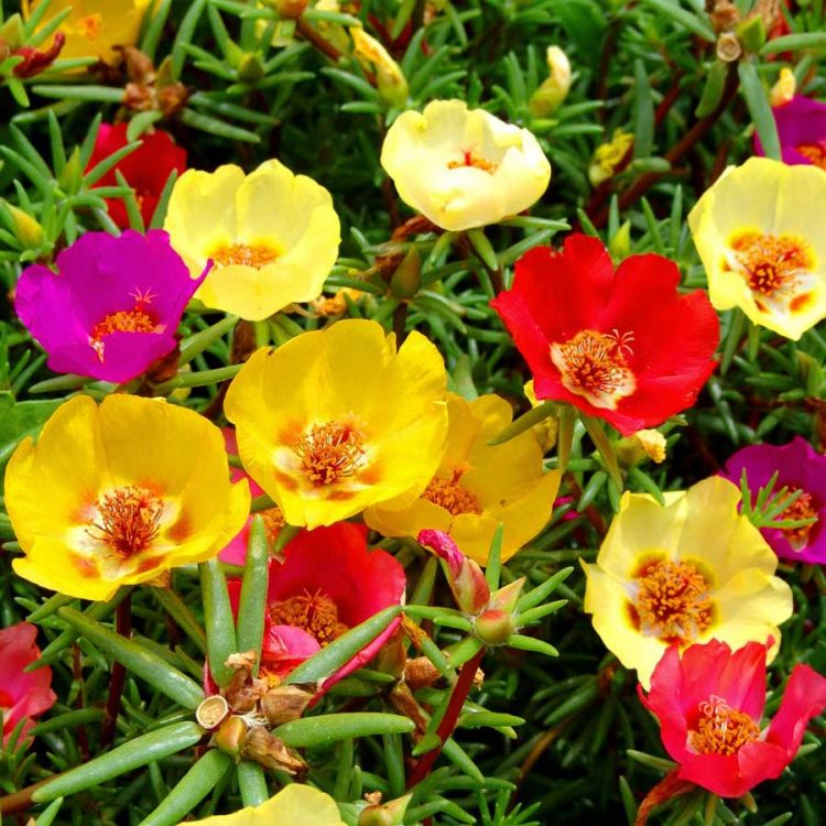 Seminte de flori Portulaca Grandiflora Single Flowered Mixed