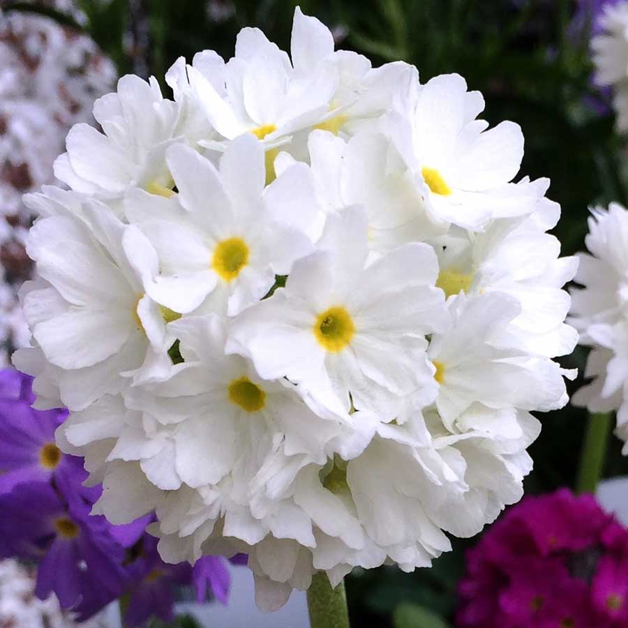 Primula Denticulata Drumstick Primula Seminte de Flori Profesionale