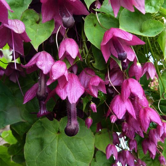 Seminte de flori Rhodochiton Astrosanguineus Purple Bells