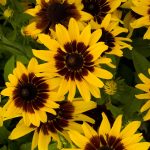 Seminte de flori Rudbeckia Hirta Kelvedon Star