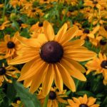 Seminte de flori Rudbeckia Hirta Marmalade