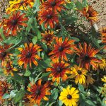 Seminte de flori Rudbeckia Hirta Rustic Dwarf Mixed