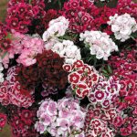 Seminte de flori Sweet William Tall Single Auricula-Eyed Mixed Dianthus Barbatus