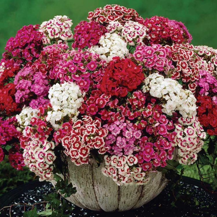 Seminte de flori Sweet William Tall Single Auricula-Eyed Mixed Dianthus Barbatus
